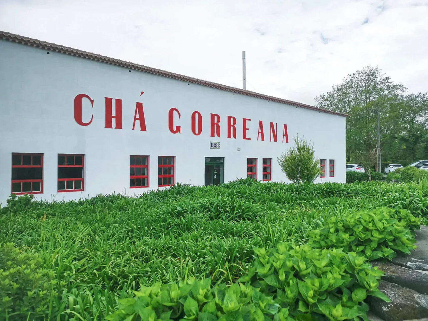 White building with red windows and large red letters 'Chá Gorreana' surrounded by lush green tea plants