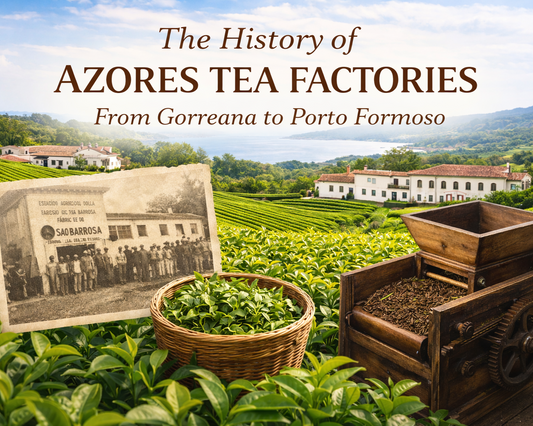 The History of Azores Tea Factories – From Gorreana to Porto Formoso