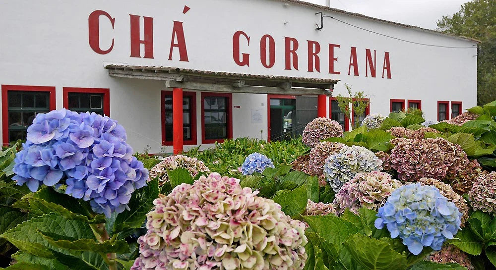 Chá Gorreana tea factory building with red-trimmed windows and hydrangea flowers in foreground