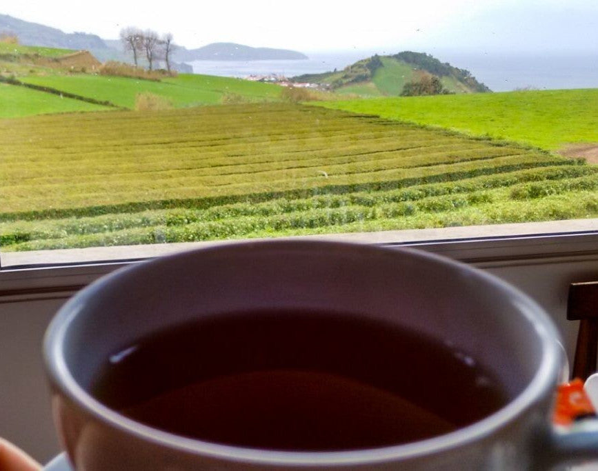 250g Premium Gorreana Black Tea Moinha – Broken Leaf from the Azores Strong Bold - plantações 3