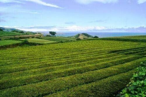 Gorreana tea plantation and Porto Formoso tea fields Atlantic Ocean Expansive green tea plantation with neatly trimmed rows under a clear sky and distant hills