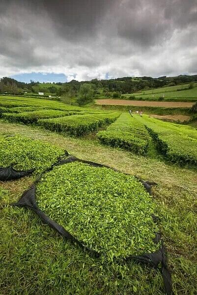 Gorreana tea plantation and Porto Formoso tea fields Atlantic Ocean São Miguel Azores colheita