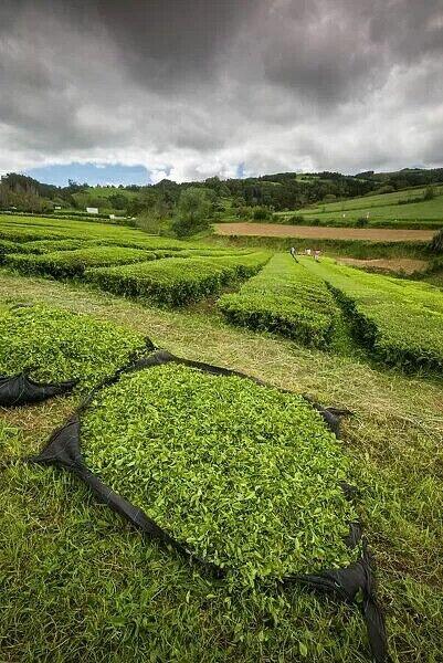 Gorreana tea plantation and Porto Formoso tea fields Atlantic Ocean São Miguel Azores colheita Tea leaves drying on black nets in a green tea plantation under cloudy sky