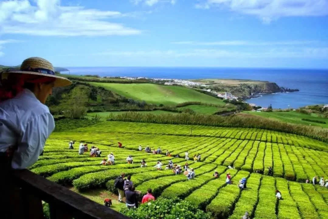 Gorreana tea plantation tea fields Atlantic Ocean São Miguel Azores